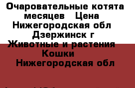 Очаровательные котята 1,5 месяцев › Цена ­ 1 - Нижегородская обл., Дзержинск г. Животные и растения » Кошки   . Нижегородская обл.